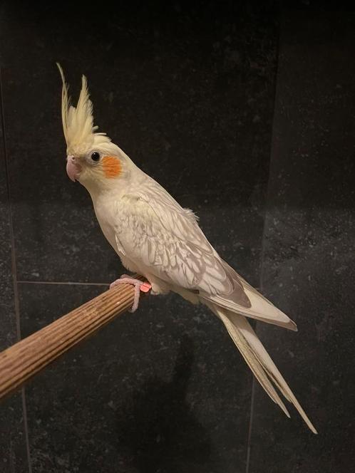 Prachtige tamme baby valkparkiet! Bijzonder kleurtje!, Dieren en Toebehoren, Vogels | Parkieten en Papegaaien, Parkiet, Tam, Geringd