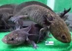 Axolotl Melanoid "Baby", Dieren en Toebehoren, Overige typen, Zoetwatervis