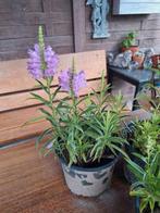scharnierbloem/€2/p/plant/tuin/bloempotten/terras, Tuin en Terras, Ophalen, Overige soorten, Volle zon