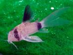 Corydora panda longfin, Dieren en Toebehoren, Vissen | Aquariumvissen, Vis, Zoetwatervis, Schoolvis