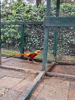 Goudfazant, Dieren en Toebehoren, Mannelijk, Overige soorten