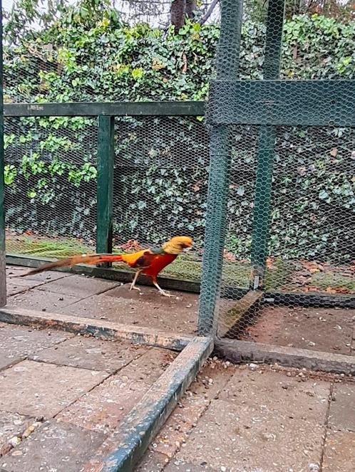 Goudfazant, Dieren en Toebehoren, Pluimvee, Overige soorten, Mannelijk