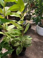 Ficus elastica variegata – 160 cm, Ophalen, Halfschaduw, Minder dan 100 cm