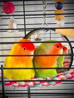 2 koppeltjes dwergpapegaai (1tamme)met grote kooi, Dieren en Toebehoren, Vogels | Parkieten en Papegaaien, Meerdere dieren, Parkiet