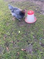 Kippen te koop (marans en leghennen), Dieren en Toebehoren, Pluimvee, Vrouwelijk, Kip