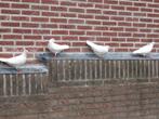 witte sierduiven, Dieren en Toebehoren, Vogels | Duiven, Meerdere dieren, Overige soorten