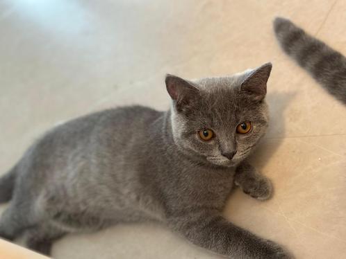 Britse korthaar kittens mogen verhuizen !, Dieren en Toebehoren, Katten en Kittens | Raskatten | Korthaar, Ontwormd