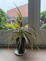 Drakenbloedboom (H:60cm), Ophalen, Overige soorten, In pot, Minder dan 100 cm