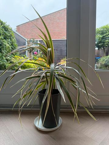 Drakenbloedboom (H:60cm) beschikbaar voor biedingen