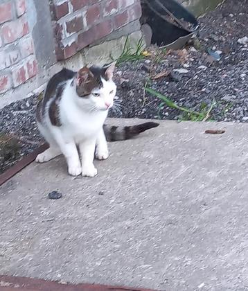  kater van 1.5 jaar  beschikbaar voor biedingen