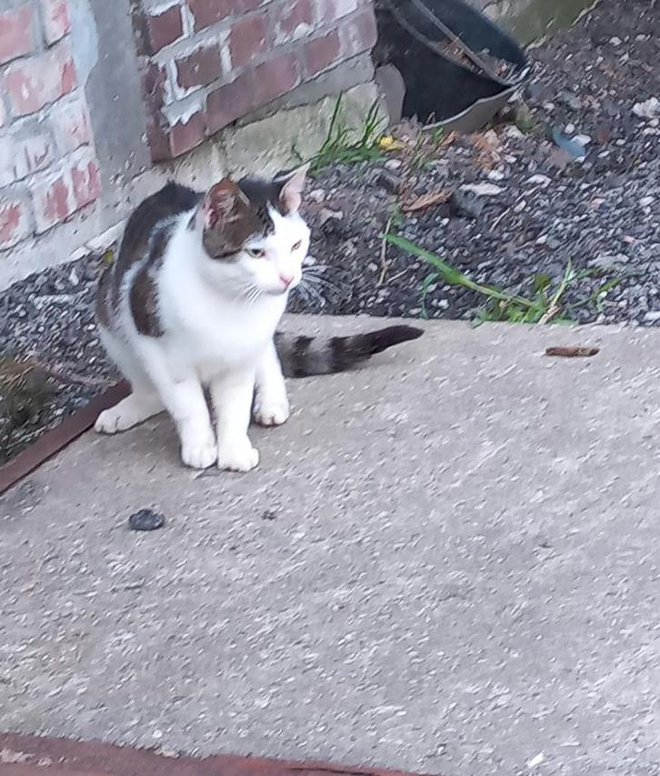 kater van 1.5 jaar, Dieren en Toebehoren, Katten en Kittens | Raskatten | Korthaar, Poes