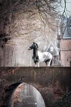 Verzorger gezocht/ verzorgpaard aangeboden, Ophalen of Verzenden, Dressuur