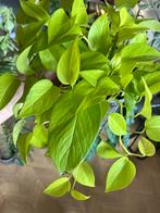 Pothos Neon in transparante pot - Arnhem, Ophalen