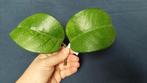 Hoya fungii stek, Huis en Inrichting, Kamerplanten, Ophalen of Verzenden, Halfschaduw, Minder dan 100 cm