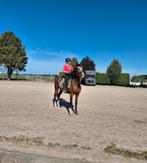 Super knappe allrounder te koop!, Dieren en Toebehoren, Pony's, Ruin, Met stamboom, 3 tot 6 jaar