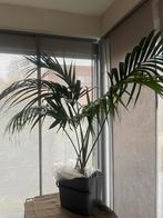 Kentia palm, ca 160 cm, Ophalen of Verzenden, Halfschaduw, 150 tot 200 cm