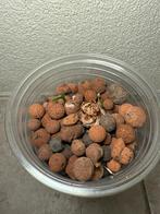 Anthurium clarinervium rhizome, Huis en Inrichting, Kamerplanten, Ophalen of Verzenden, Halfschaduw, Minder dan 100 cm