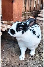 Konijnen Teddy en panda (voedsters), Dieren en Toebehoren, Konijnen, Vrouwelijk, Klein, 0 tot 2 jaar