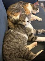 Lieve kittens te koop ( gereserveerd), Dieren en Toebehoren, Katten en Kittens | Overige Katten, Meerdere dieren