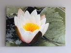 Foto op canvas - Waterlelie - 60 x 40 cm, Ophalen of Verzenden, Zo goed als nieuw, Foto of Poster, Minder dan 50 cm