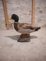 Opgezette woerd eend, Mannelijk