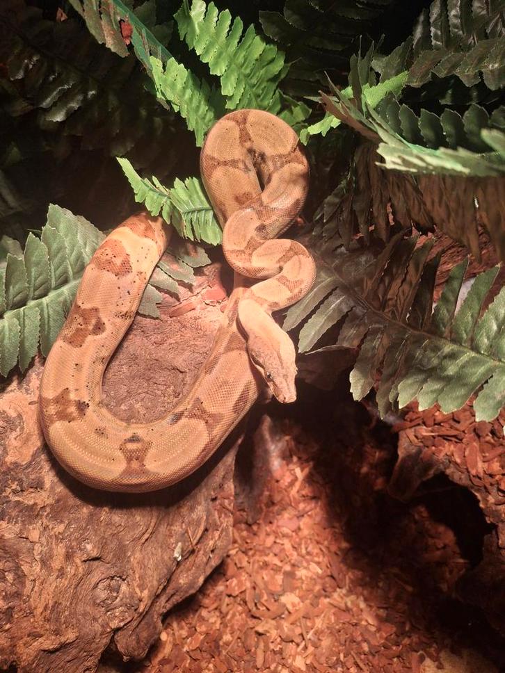 10x boa constrictor imperator