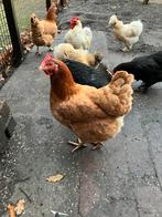3 Barnevelder hennen, Dieren en Toebehoren, Pluimvee, Vrouwelijk, Kip
