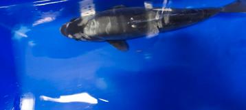 Kumonryu koi beschikbaar voor biedingen