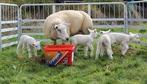 Likblokken, en alles rond de lammerij...., Meerdere dieren, Schaap, 0 tot 2 jaar