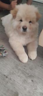Lieve Chow Chow pup van 3 maanden zoekt een warm thuis, Particulier, Rabiës (hondsdolheid), 15 weken tot 1 jaar, Reu