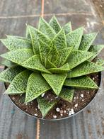 Haworthia pot17, Tuin en Terras, Planten | Tuinplanten, Ophalen of Verzenden, Overige soorten, Volle zon