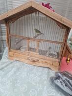 Mozambyksijs man., Dieren en Toebehoren, Ophalen of Verzenden, Metaal, Volière