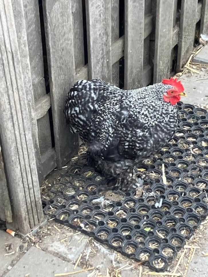 Cochin kriel koekoek haan 4 maand oud, Dieren en Toebehoren, Pluimvee, Kip, Mannelijk