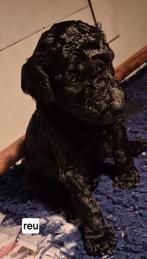 schitterende konings poedel pups, Dieren en Toebehoren, Poedel, 8 tot 15 weken, CDV (hondenziekte), Meerdere