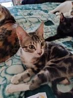 Dreamy zoekt met spoed een huisje, Dieren en Toebehoren, Kater, Kortharig, 0 tot 2 jaar