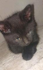 Kittens, Dieren en Toebehoren, Ophalen