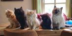 Prachtige Maine Coon / BKH Mix Kittens (nog 3 beschikbaar), Meerdere dieren, Gechipt, 0 tot 2 jaar