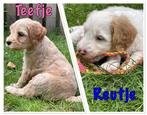 Nog 2 pups beschikbaar Australian Labradoodle pup, CDV (hondenziekte), 8 tot 15 weken, Meerdere, Meerdere dieren