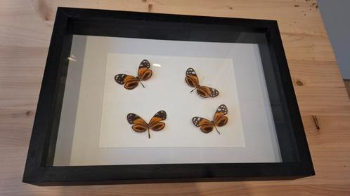 4 vlinders in glazen lijst, Verzamelen, Dierenverzamelingen, Zo goed als nieuw, Opgezet dier, Insect, Ophalen of Verzenden