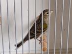 Bastaard europese kanarie x geelagaat mozaiek kanarie, Dieren en Toebehoren, Vogels | Overige Vogels, Mannelijk, Wildzangvogel