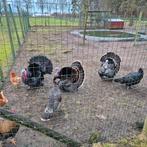 Prachtige koppels kalkoenen, Dieren en Toebehoren, Pluimvee, Meerdere dieren, Kalkoen