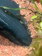 Te koop pleco, Dieren en Toebehoren, Vis