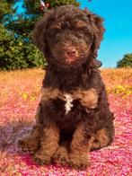 De liefste Australian Labradoodle puppy, Dieren en Toebehoren, Honden | Retrievers, Spaniëls en Waterhonden, CDV (hondenziekte)