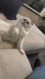 Ragdoll Blue Lynx katertje+stamboom, Meerdere dieren, Ontwormd