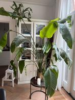 Strelitzia nicolai. Paradijsvogelplant., Ophalen, Overige soorten, Halfschaduw, In pot
