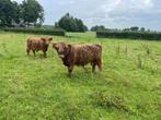 Schotse hooglander stier april 2024, Dieren en Toebehoren, Mannelijk, 0 tot 2 jaar