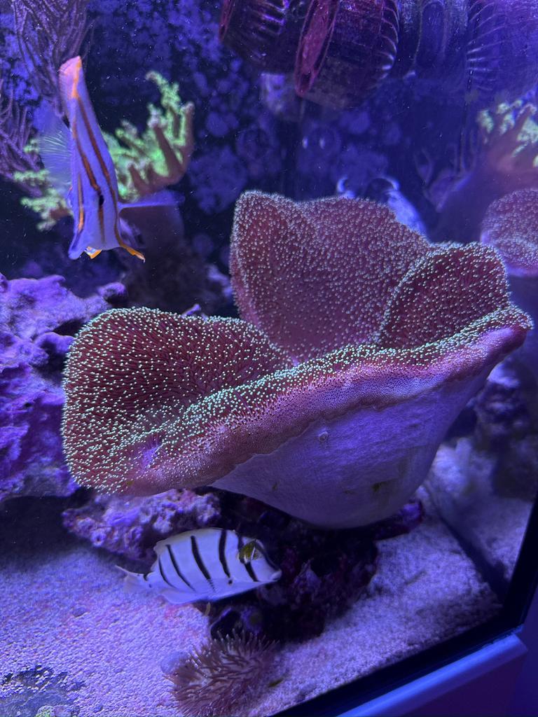 Stekken Sarcophyton paddenstoel koraal: groen/blauw met roze, Dieren en Toebehoren, Vissen | Aquariumvissen