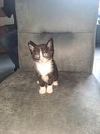 Nog 1 kater te koop, Dieren en Toebehoren, Katten en Kittens | Overige Katten, Meerdere dieren, Kortharig, 0 tot 2 jaar