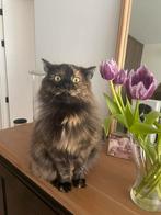 Poes zoekt een nieuw baasje, Dieren en Toebehoren, Katten en Kittens | Raskatten | Langhaar, Poes, Gechipt