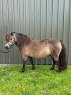 Te koop 2 lieve Shetlander merries, Dieren en Toebehoren, Pony's, Merrie, Niet van toepassing, A pony (tot 1.17m), Recreatiepony